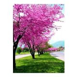 peyzajyagmur 2 Adet Tüplü Erguvan Fidanı (30-60 CM)