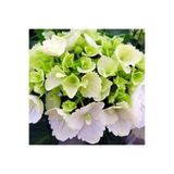 peyzajyagmur Hydrangea Mocnophylla Beyaz Ortanca Fidanı 10-20 cm