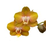 Phalaenopsis 'Las Vegas' (Sarı Orkide) Ø12 CM Y45-50 CM