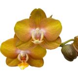 Phalaenopsis 'Las Vegas' (Sarı Orkide)