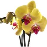 Phalaenopsis 'Miraflore' (Sarı Orkide)