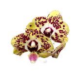 Phalaenopsis 'Orient Express' (Sarı Orkide) Ø12 Cm Y45-50 CM