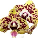 Phalaenopsis 'Orient Express' (Sarı Orkide)