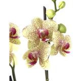 Phalaenopsis 'Pulsation' (Sarı Orkide)