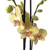 Phalaenopsis 'Torino' (Sarı Orkide)