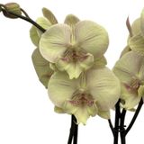 Phalaenopsis 'Turner' (Sarı Orkide)