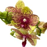 Phalaenopsis 'Wild Geel' (Sarı Orkide)