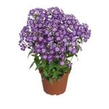 Phlox Çiçeği Tohumu Ekim Seti 5 Tohum +Saksı+Toprak+Süpriz