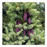 Picea Likiangensis Çin Ladini Tohumu (10 Tohum)