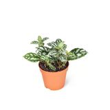 Pilea Cadierei Karyağdı Begonya Fidanı 10-20 cm