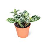 Pilea Cadierei - Karyağdı Çiçeği - Ev Ofis Salon Iç Mekan Bitkisi - 10 Cm