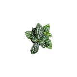Pilea Cadierei - Karyağdı Çiçeği - Ev Ofis Salon Iç Mekan Bitkisi