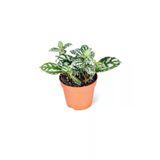Pilea Cadierei Karyağdı Çiçeği Fidanı 10-20 Cm