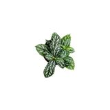 Pilea Cadierei Karyağdı Çiçeği Fidanı Iç Mekan Bitkisi 10-20 Cm