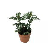 Pilea Cadierei