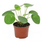 Pilea Canlı Çiçek Çin Para Çiçeği Fidanı 10-20 Cm