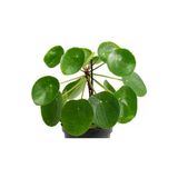 Pilea Çiçeği Çin Parası Çiçegi 10-20 Cm