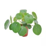 Pilea Çiçeği Peperomioides Çin Para Çiçeği Ev Salon Çiçeği 10-20 Cm