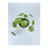 Pilea Çiçeği Peperomioides -çin Para Çiçeği Ev Salon Çiçeği
