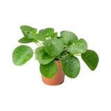 Pilea Çin Para Çiçeği 10- 20 cm