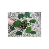 Pilea Çin Para Çiçeği Canlı Çiçek 10-20 Cm