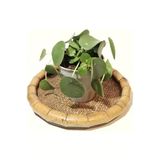 Pilea Çin Para Çiçeği Fidesi Fidanı 10-20 Cm