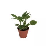Pilea Involucrata 'Moon Valley' (Arkadaşlık Çiçeği)