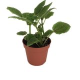 Pilea Involucrata 'Moon Valley'