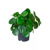 Pilea Para Çiçeği Fidanı 10-20 Cm