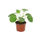 Pilea Peperomioides - Çin Para Ağacı - Ev Ofis Salon Iç Mekan