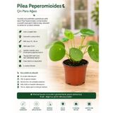 Pilea Peperomioides Çin Para Ağacı İç Mekan Bitkisi