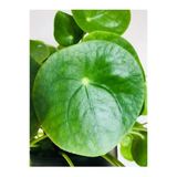 Pilea Peperomioides, Çin Para Ağacı, Para Çiçeği Fidanı 10-20 cm