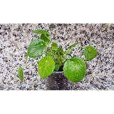 Pilea Peperomioides, Çin Para Ağacı, Para Çiçeği Fidanı 10-20 cm