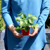 PILEA PEPEROMIOIDES-Çin Para Ağacı