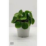 Pilea Peperomioides Çin Para Bitkisi 10-20 Cm