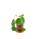 Pilea Peperomioides Çin Para Bitkisi Orta Boy 10-20 Cm