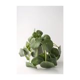 Pilea Peperomioides / Çin Para Çiçeği 10-20 Cm