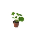 Pilea Peperomioides Çin Para Çiçeği Çin Para Bitkisi