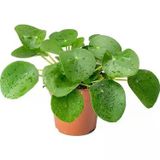Pilea Peperomioides Pilea Çiçeği Çin Para Çiçeği Fidanı 10-20 Cm