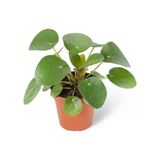 Pilea Peperomioides Şans Çiçeği Fidanı Saksıda 10-20 Cm