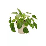 Pilea Pilea Peperomioides Çin Para Bitkisi 10-20 Cm