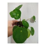 Pilea Şans Bitkisi Ofıs Bitkisi Salon Bitkisi 10-20 Cm