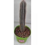 Pilosocereus Bradei-12 Cm Saksı-Ref 04H/390-Kaktüs Boyu 18 Cm