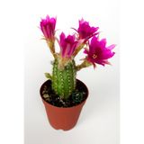 Pilosocereus Silvestrii Hibrit Yılan Kaktüs Fuşya Çiçekli