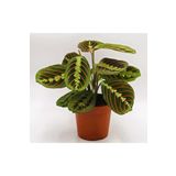 Pina Concept Flower - Dua Çiçeği Calathea Maranta Leconeura Fascinator
