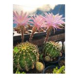 Pina Concept Flower Kaynana Topuzu Kaktüs - Çapında Echinopsis Oxygona 10-15 cm