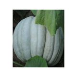 Pinaper Seed Bal Kabağı Mantaş Tohumu 10 gr Pınaper Tohumculuk - 1 Paket