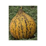 Pinaper Seed Kırkağaç 637 Kavun Tohumu 10 gr Pınaper Tohumculuk - 1 Paket