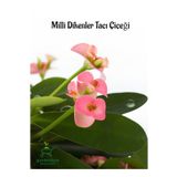 Pink Euphorbia Milii Dikenler Tacı Çiçeği Pembe Renk 15-25Cm