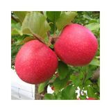 Pink Lady Elma Fidanı Aşılı - 2 Yaş Tüplü 80-100 Cm